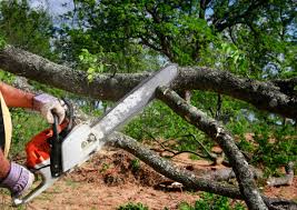 How Our Tree Care Process Works  in  Lindenhurst, NY